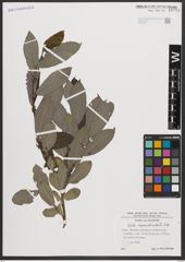 Foto von Salix appendiculata Vill.